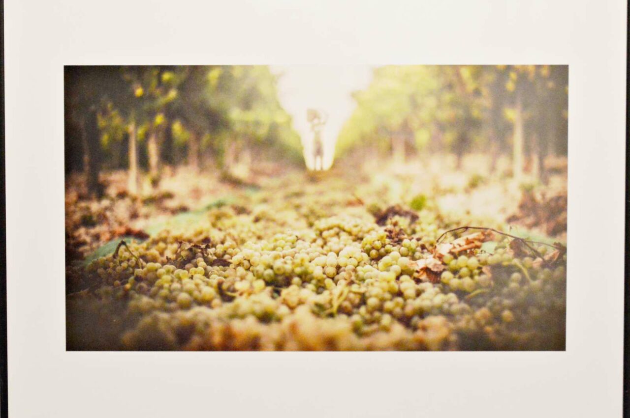 Bodegas Verum nos trae “Los oficios del vino”, la visión humana de nuestro bien más preciado