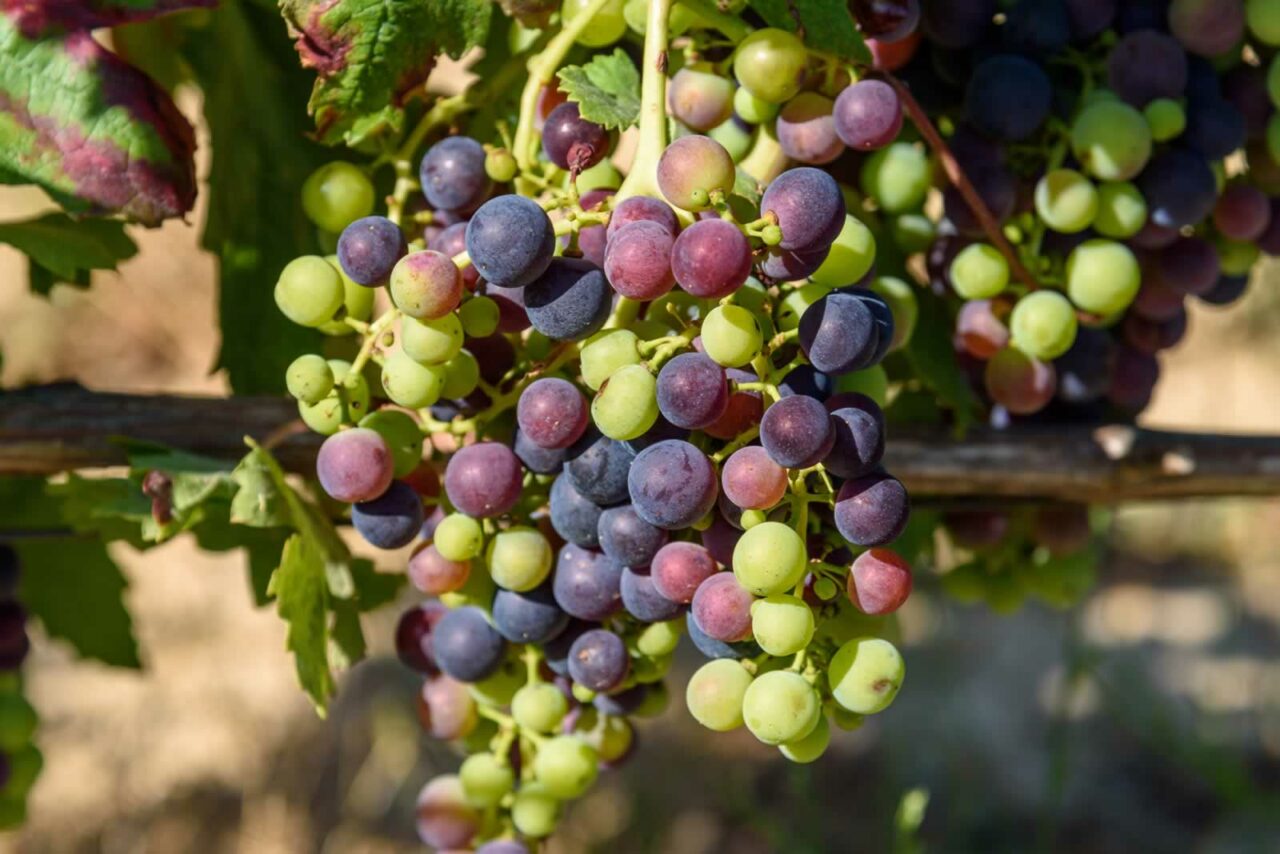 Conocer nuestros vinos: cencibel, el tinto de La Mancha