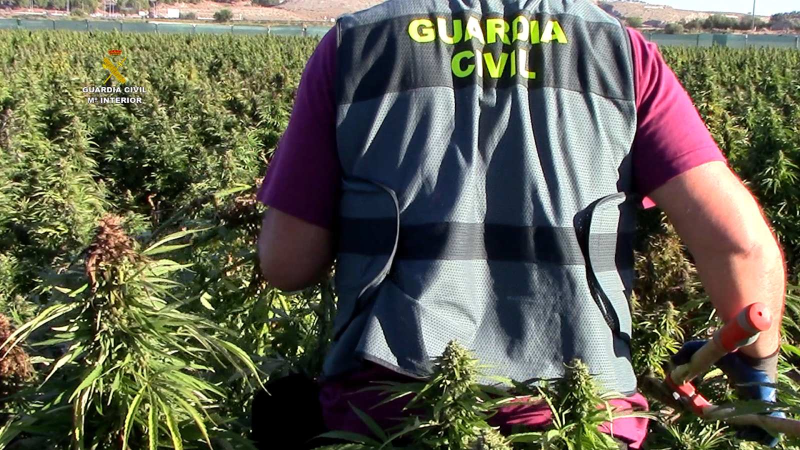 Intervenidas en Castilla-La Mancha 135.000 plantas de marihuana, la mayor cantidad en un mismo cultivo en Europa