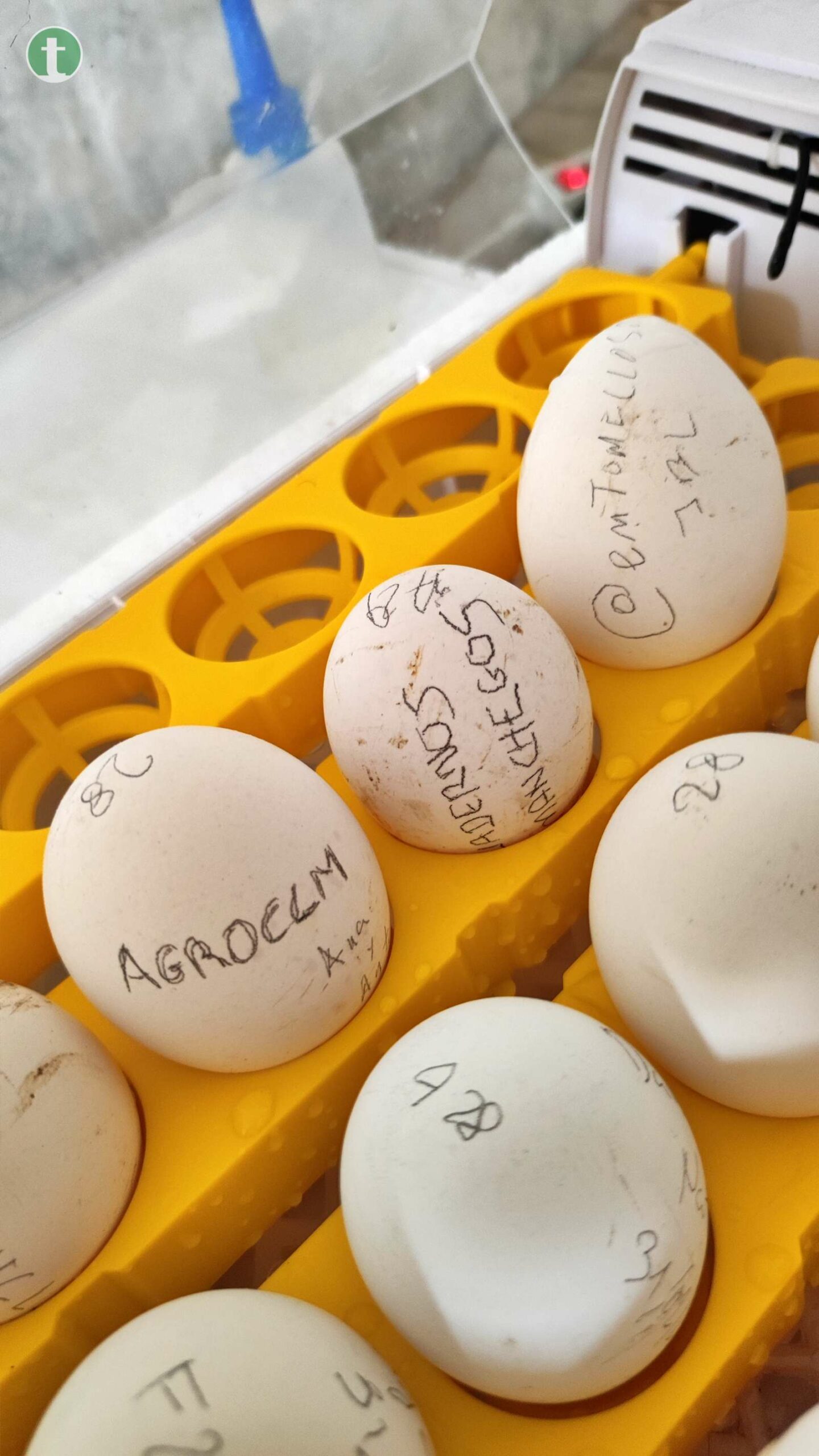 Cocineros destacan la importancia de los huevos ecológicos y la gallina castellana negra desde La Barja
