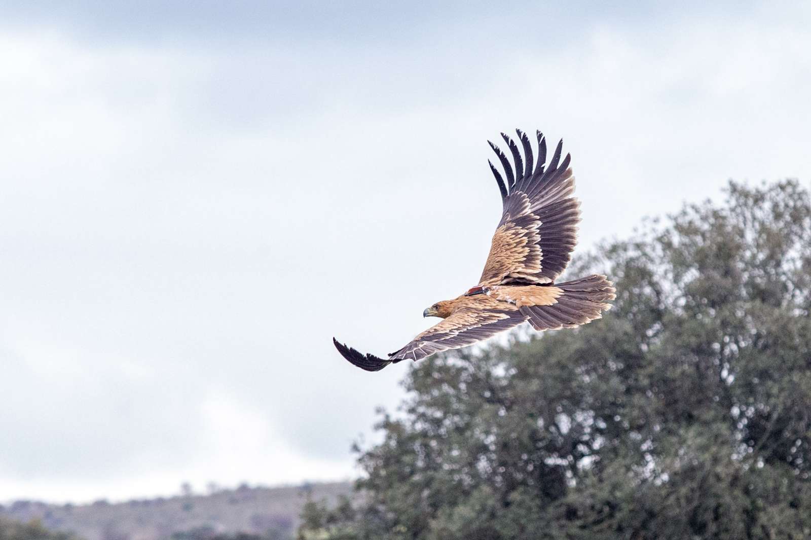 Ponen en libertad dos águilas imperiales y tres ejemplares de lince ibérico en una finca de Castilla-La Mancha