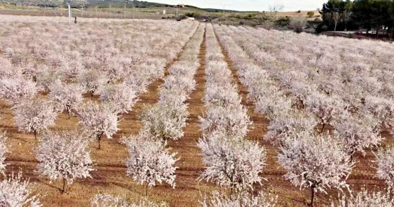 El espectáculo de la floración de los almendros anticipa la alegría del paisaje primaveral en La Mancha