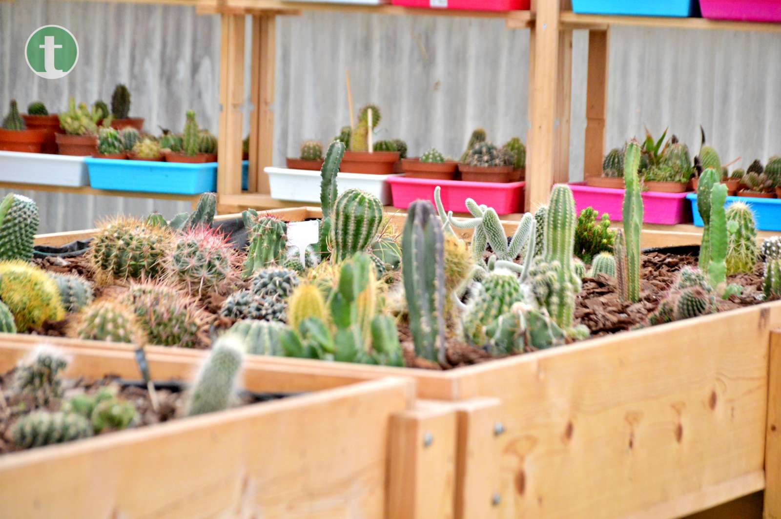 Una “familia numerosa” de cactus donados conforman una nueva exposición en AFAS Tomelloso