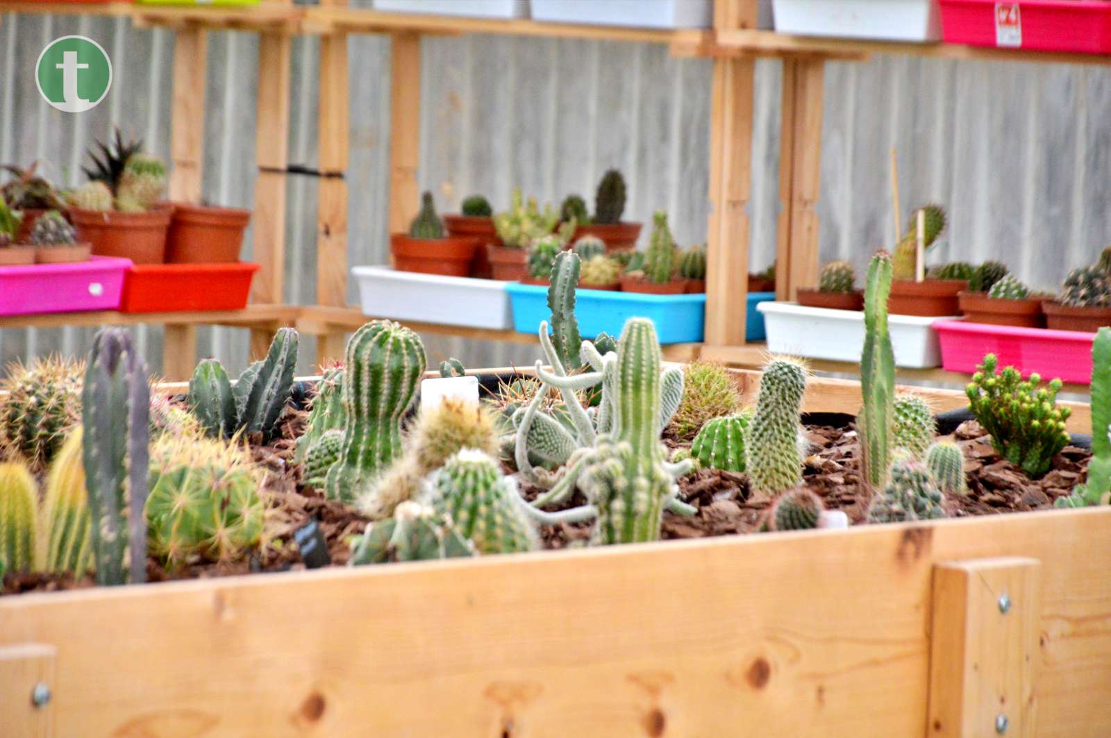 Una “familia numerosa” de cactus donados conforman una nueva exposición en AFAS Tomelloso