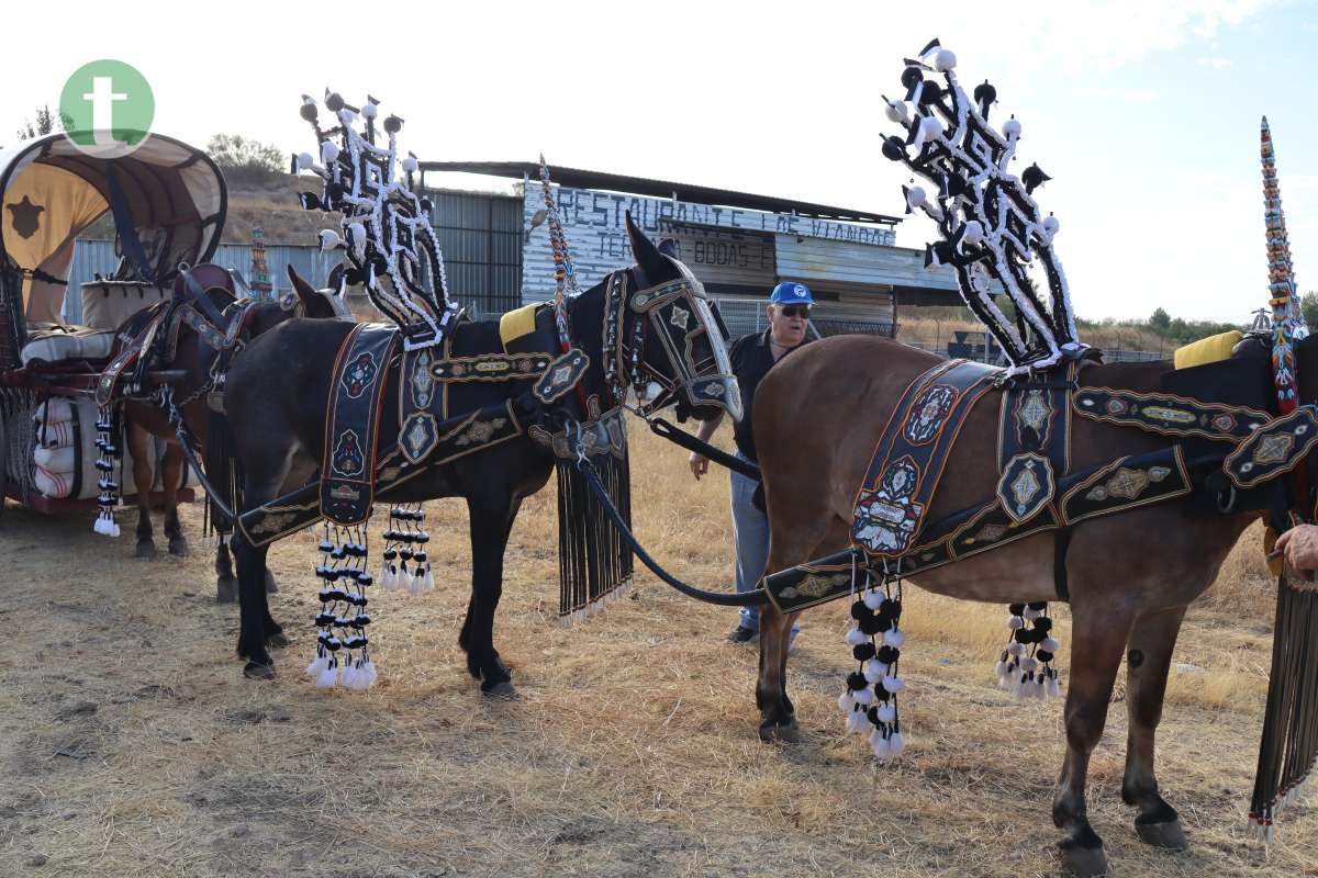 Reatas, carros y mulas lucen su mejor aspecto en su desfile de feria por las calles de Tomelloso