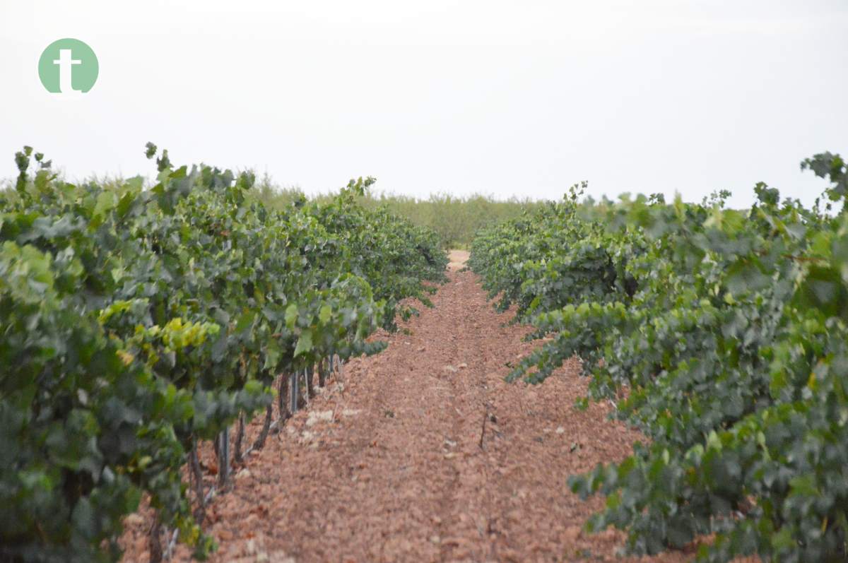 Comienza la vendimia con el 'Chardonnay' en Vinícola de Tomelloso