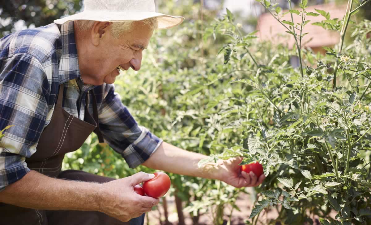 Tomates en salmuera, una alternativa de conserva casera