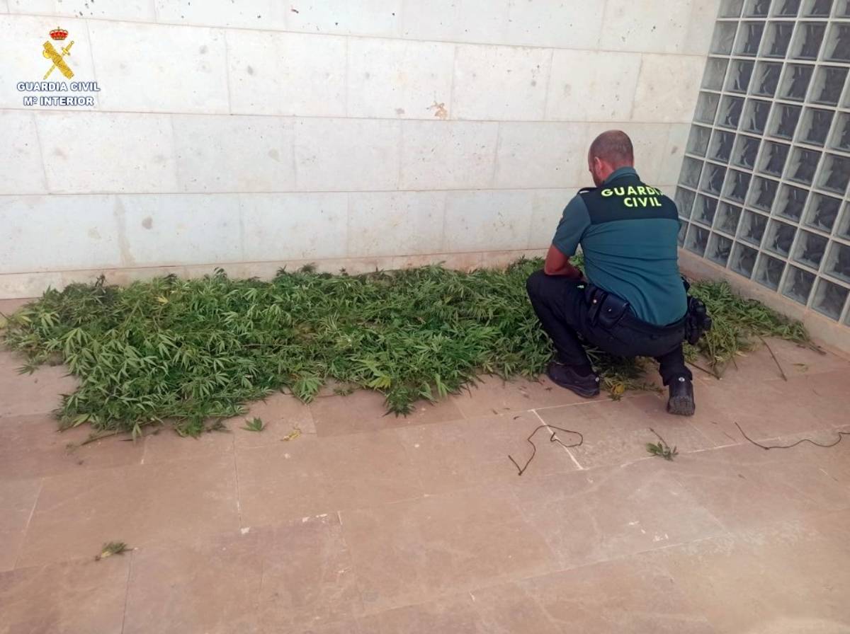 Detenidos tras localizar 24 plantas de marihuana en tres viviendas de Tomelloso