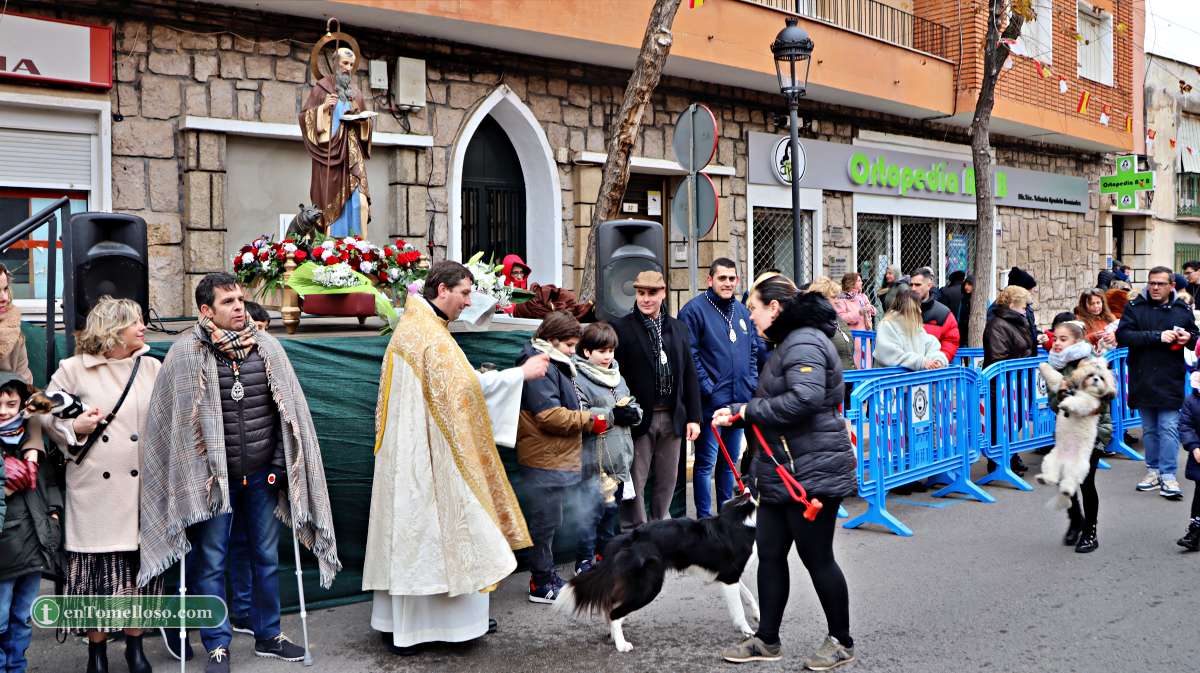 Cientos de animales participan en Tomelloso en la bendición de San Antón