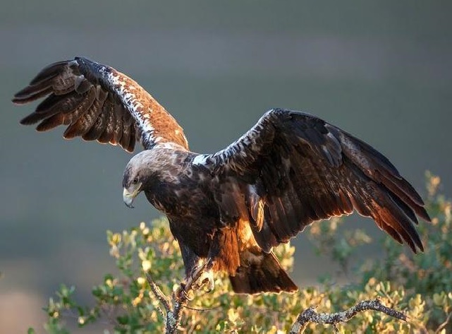 El águila imperial ibérica vuelve a sobrevolar los cielos de La Mancha