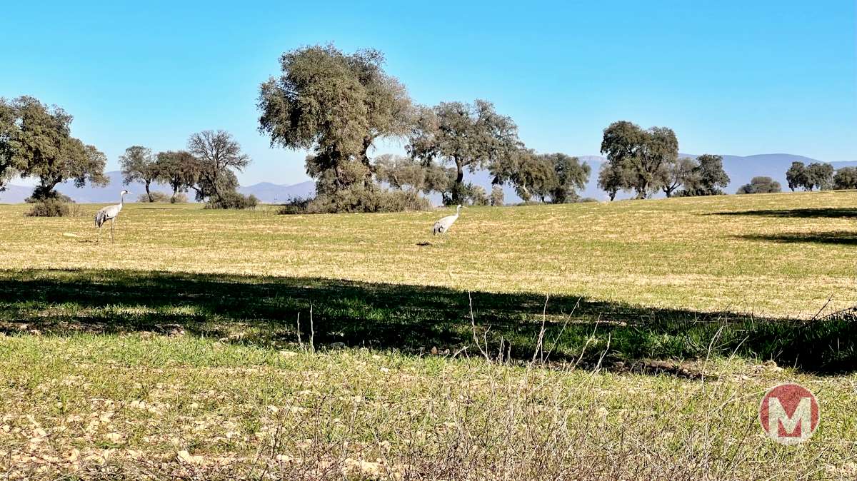Las grullas son el espectáculo de invierno en Castilla-La Mancha