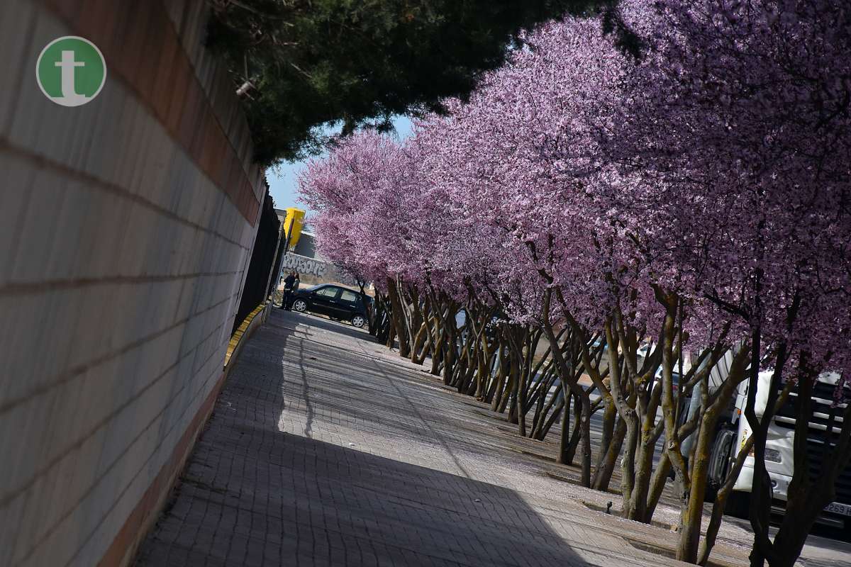 La primavera llena de color las calles de Tomelloso