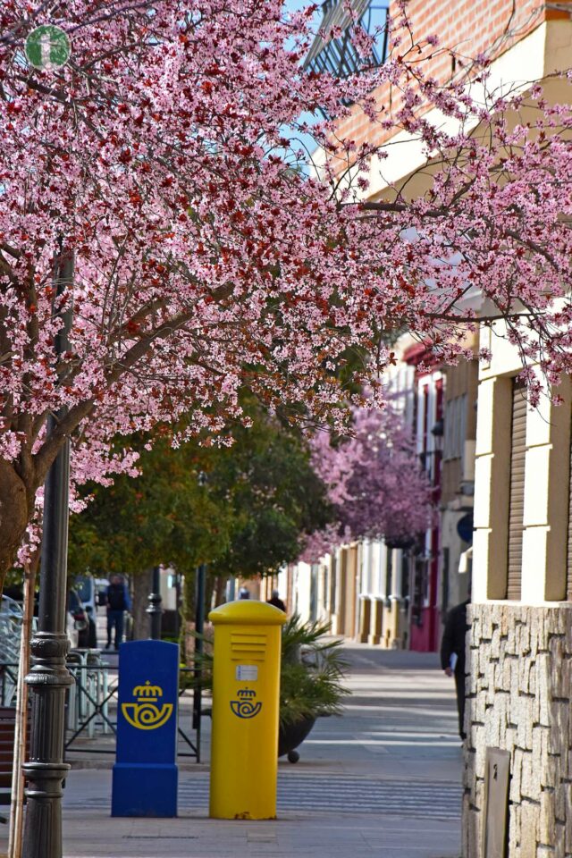 La primavera llena de color las calles de Tomelloso
