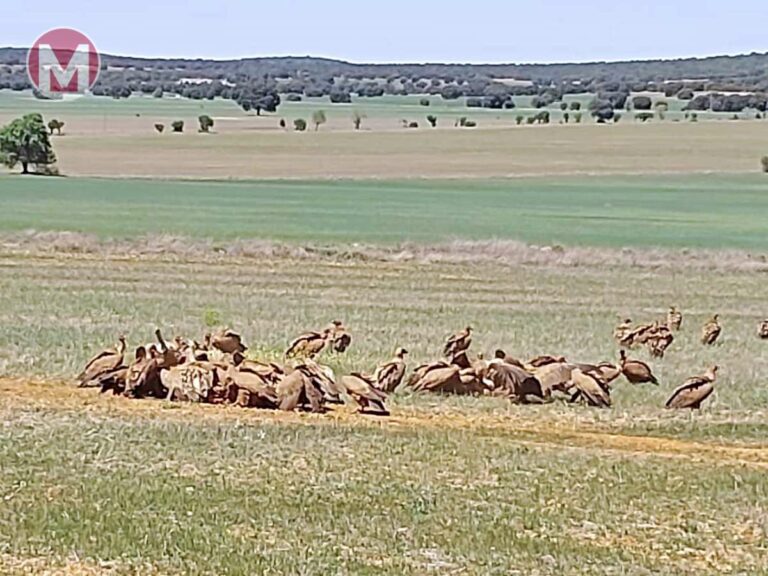 Medio centenar de buitres se han podido ver este domingo en el Parque Natural de las Lagunas de Ruidera