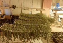Desmantelan cuatro plantaciones de marihuana, detienen a 12 personas y decomisan 915 plantas en Ciudad Real