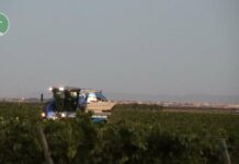 Comienza la vendimia en Tomelloso: Vinícola de Tomelloso recoge las primeras uvas