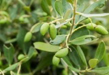 Alperujo o cómo aprovechar al máximo la aceituna para obtener biomasa