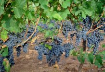 Agroseguro prevé indemnizaciones de 25 millones por daños en viñedos en C-LM