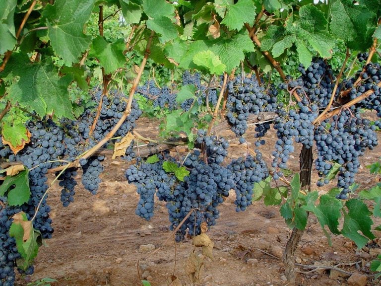 Aranceles, una cosecha corta y paquete europeo: un año de contrastes para el vino