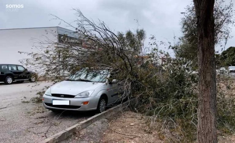 Árboles y ramas caídas en Tomelloso tras los fuertes vientos de la borrasca ‘Ciarán’