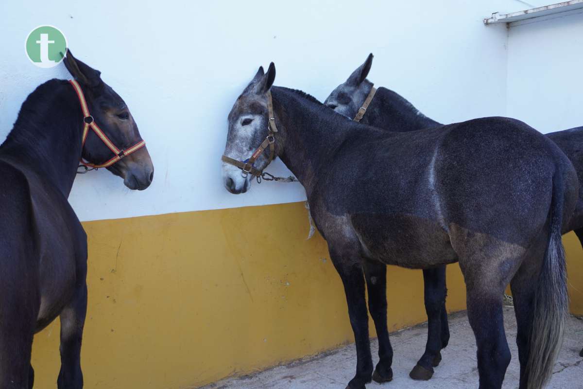 Manuel Ortega, esquilador de mulas: "Todo lo que conozco, lo sé gracias a Jesús Andújar"
