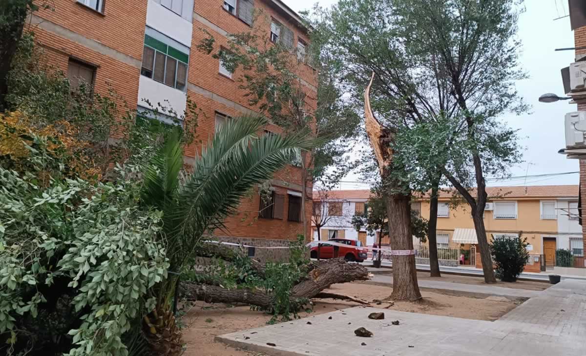 Árboles y ramas caídas en Tomelloso tras los fuertes vientos de la borrasca 'Ciarán'