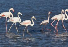 La gripe aviar mata un millar de grullas en España 10k Ciudad de Tomelloso 2025