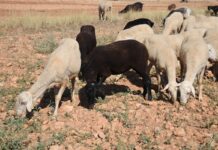 C-LM finaliza el pago del anticipo de la PAC con el ingreso de 26,4 millones a ganaderos de vacuno, ovino y caprino