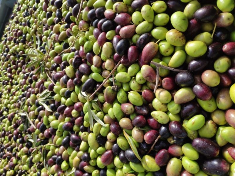 La campaña de la aceituna en C-LM será «similar a la del año pasado» y con calidad «excepcional»