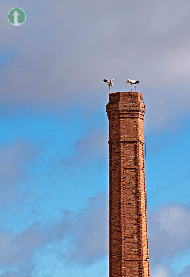 La naturaleza reclama su espacio: Las cigüeñas en las chimeneas de Tomelloso