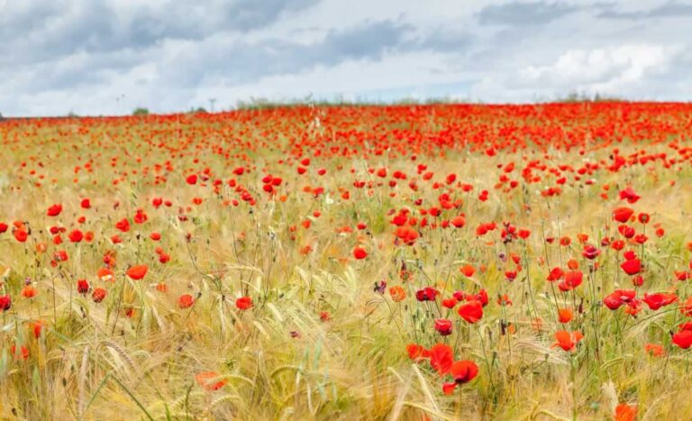 Las redes sociales y los festivales ponen en el mapa los campos en flor del rural