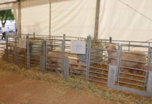 Emilio Poveda e Hijos, de Tomelloso, logra la segunda mejor presentación de oveja manchega en Fercam