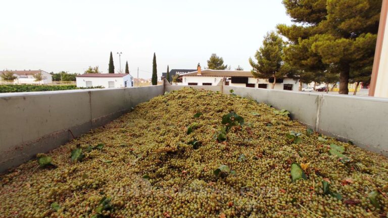 Castilla-La Mancha prevé una vendimia un 33 % superior a la del año pasado