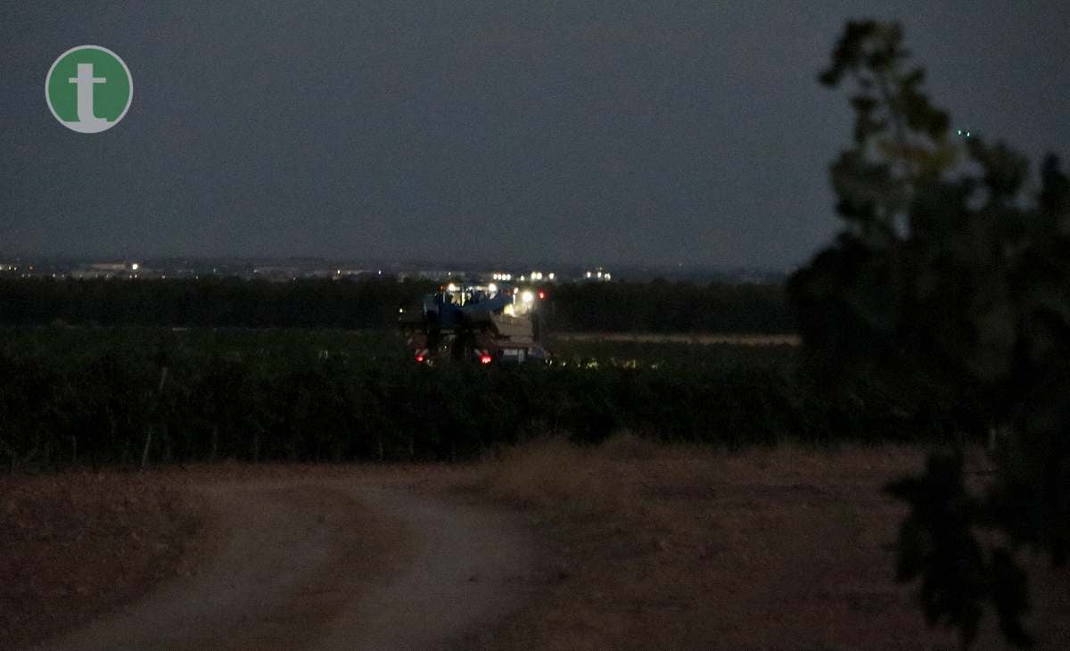 Arranca la vendimia en Tomelloso con la variedad chardonnay