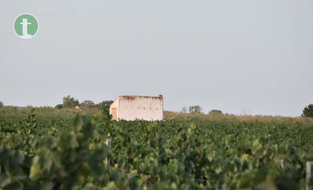 Arranca la vendimia en Tomelloso con la variedad chardonnay