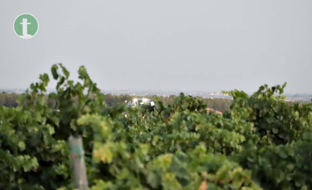 Arranca la vendimia en Tomelloso con la variedad chardonnay