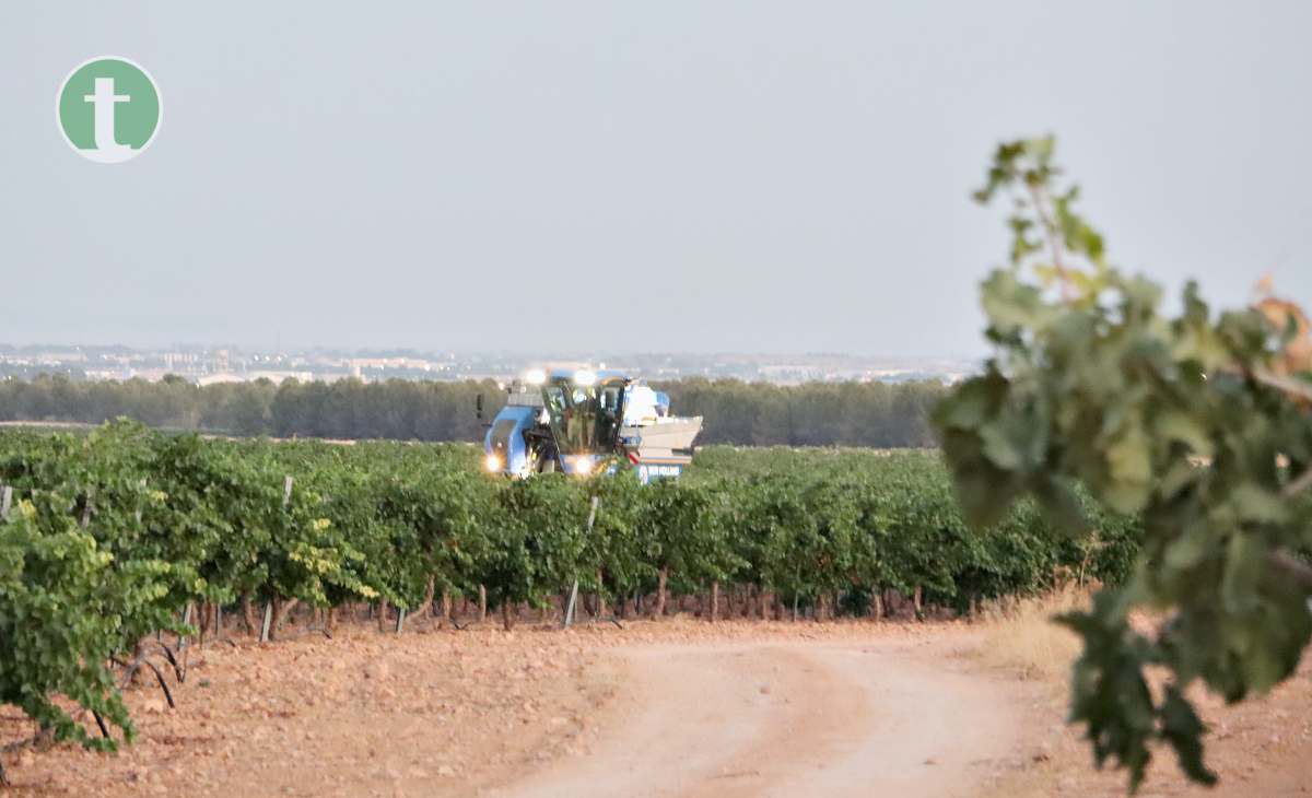 Arranca la vendimia en Tomelloso con la variedad chardonnay