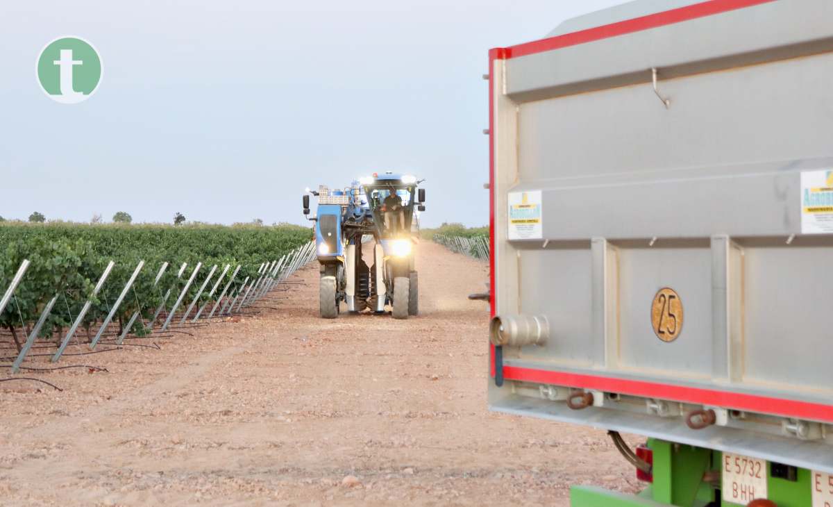 Arranca la vendimia en Tomelloso con la variedad chardonnay