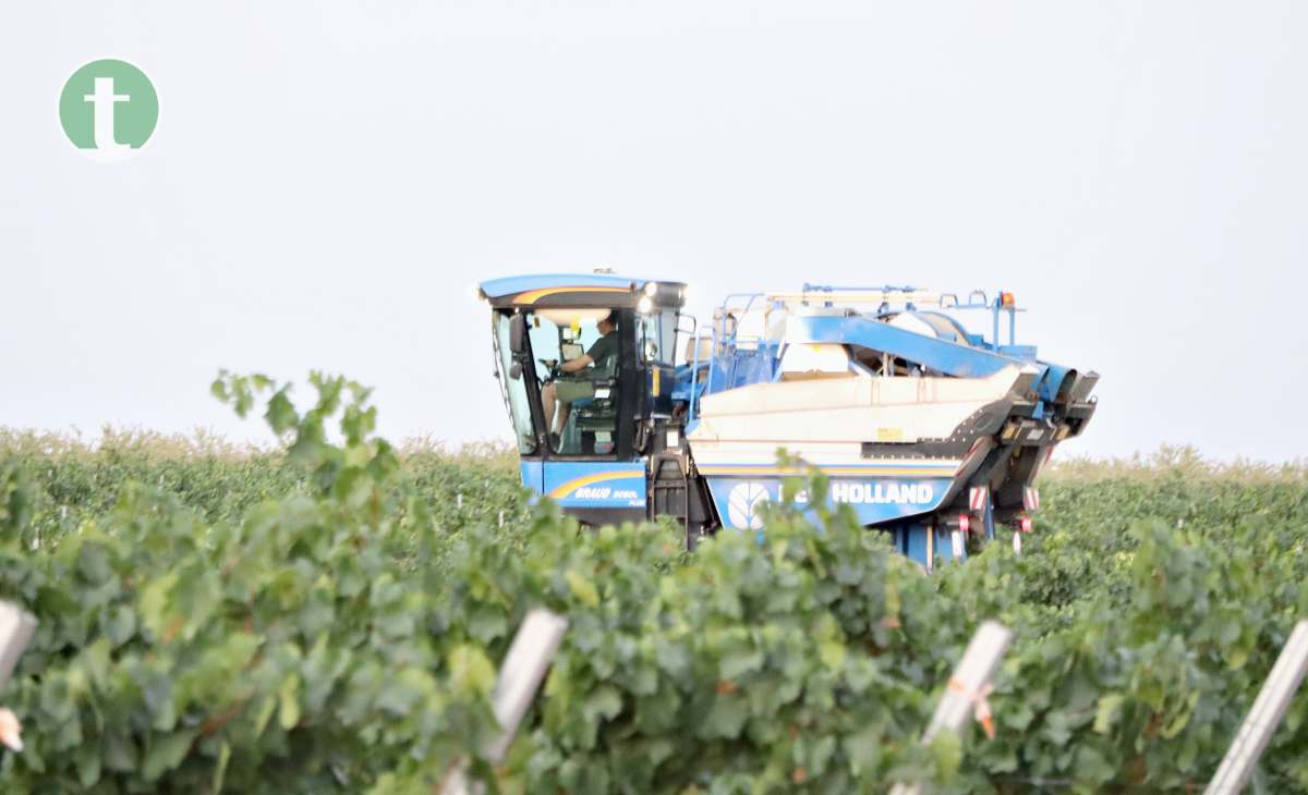 Arranca la vendimia en Tomelloso con la variedad chardonnay