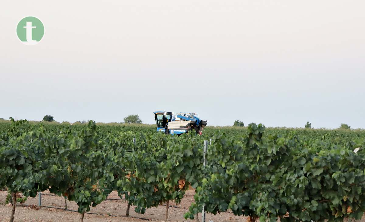 Arranca la vendimia en Tomelloso con la variedad chardonnay