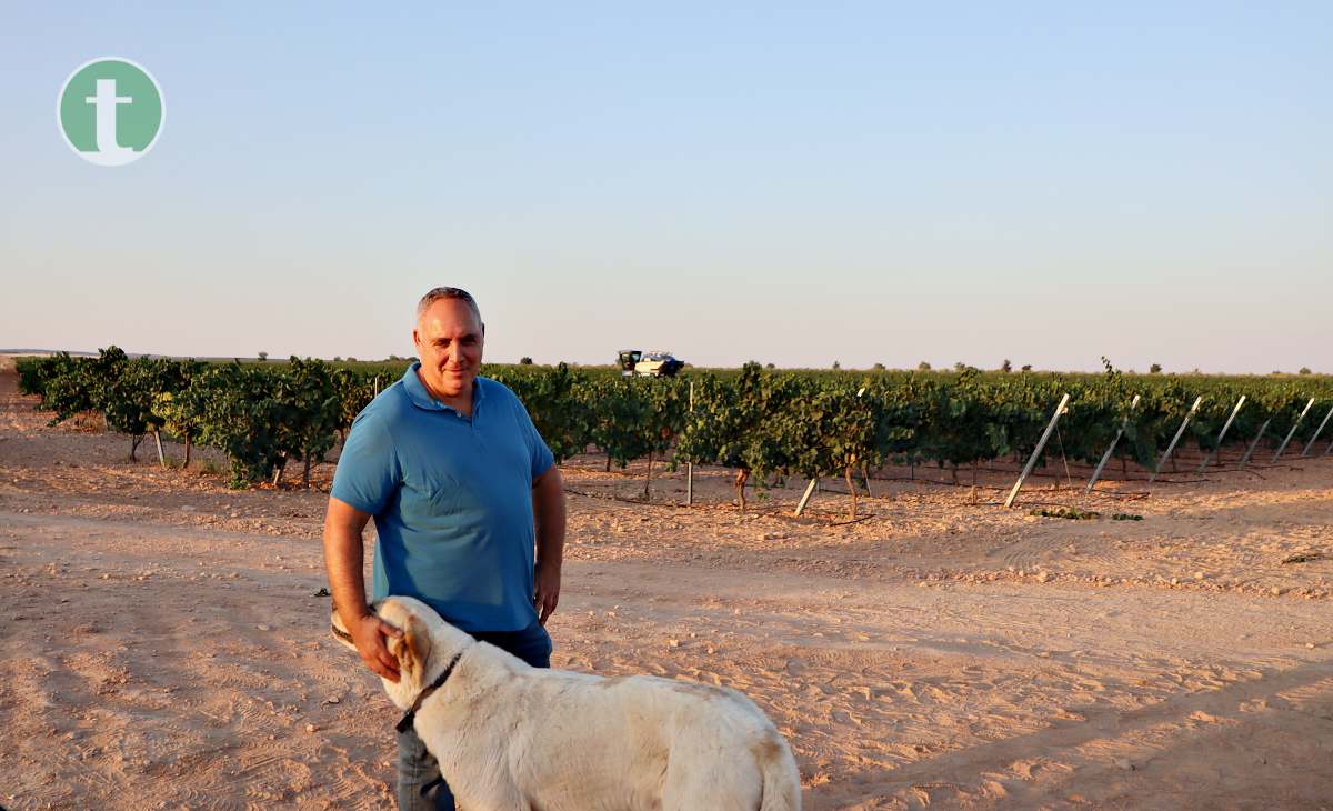 Arranca la vendimia en Tomelloso con la variedad chardonnay