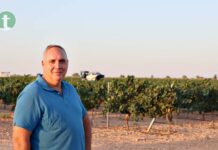 Arranca la vendimia en Tomelloso con la variedad chardonnay