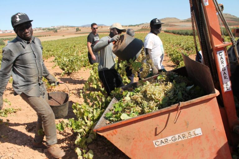 Cooperativas Agro-alimentarias, contraria a contratar inmigrantes ilegales como temporeros: «Hay que ser rigurosos»