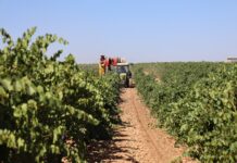 Cooperativas C-LM cree que la cosecha de vendimia bajará un 18 % respecto a 2024