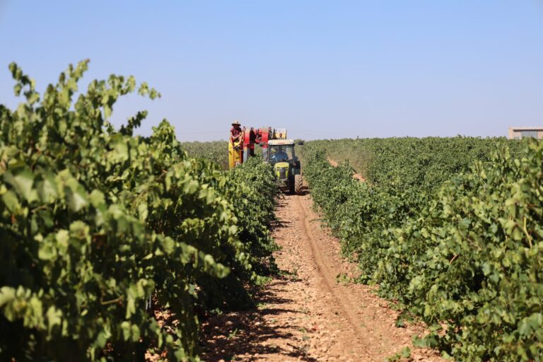 Cooperativas C-LM cree que la cosecha de vendimia bajará un 18 % respecto a 2024