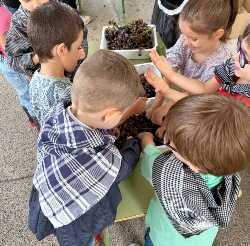 Alumnos del CEIP Félix Grande de Tomelloso "se van de vendimia"