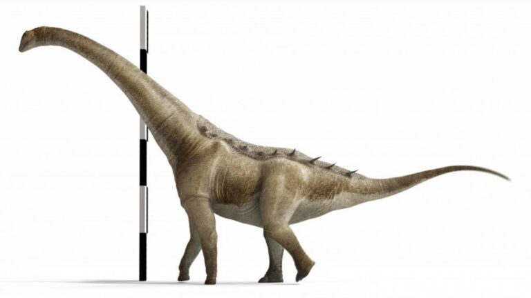 Descubren en Cuenca al Qunkasaura pintiquiniestra, una nueva especie de dinosaurio gigante de hace 75 millones de años