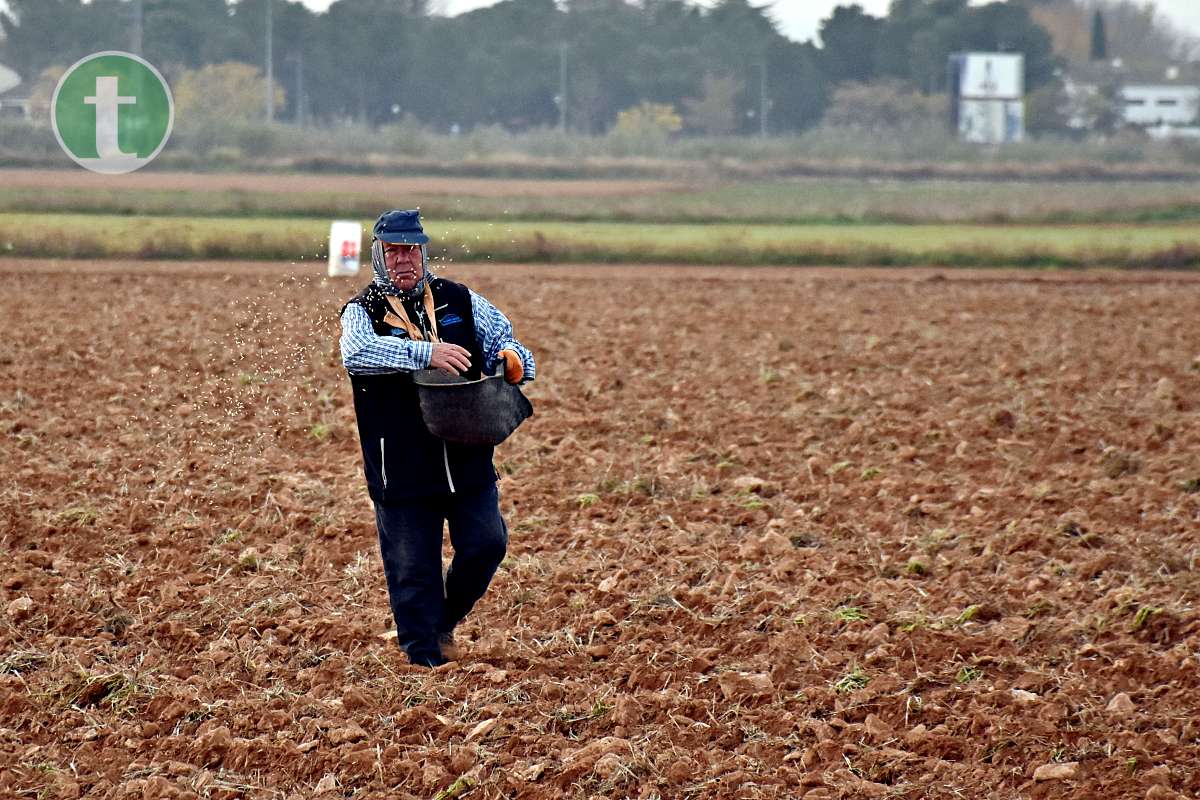 Tomelloso revive sus raíces con tradición y esfuerzo en el Día de la Simienza