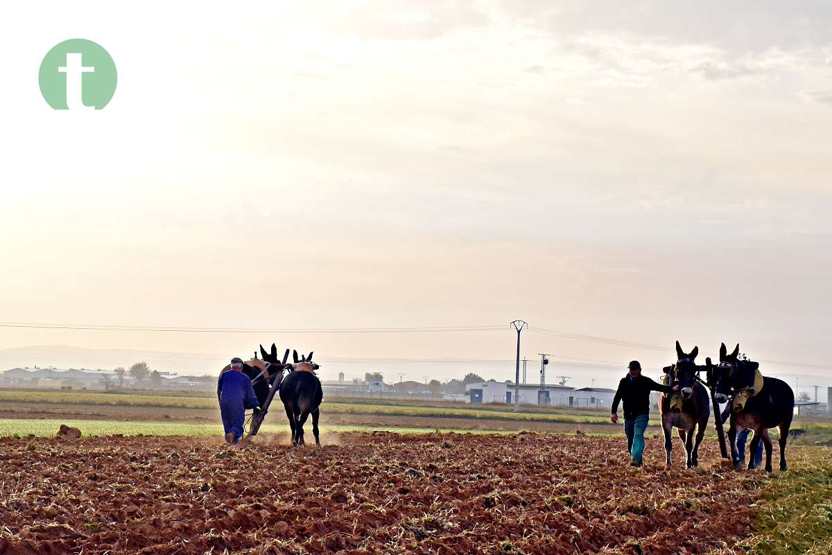 Tomelloso revive sus raíces con tradición y esfuerzo en el Día de la Simienza