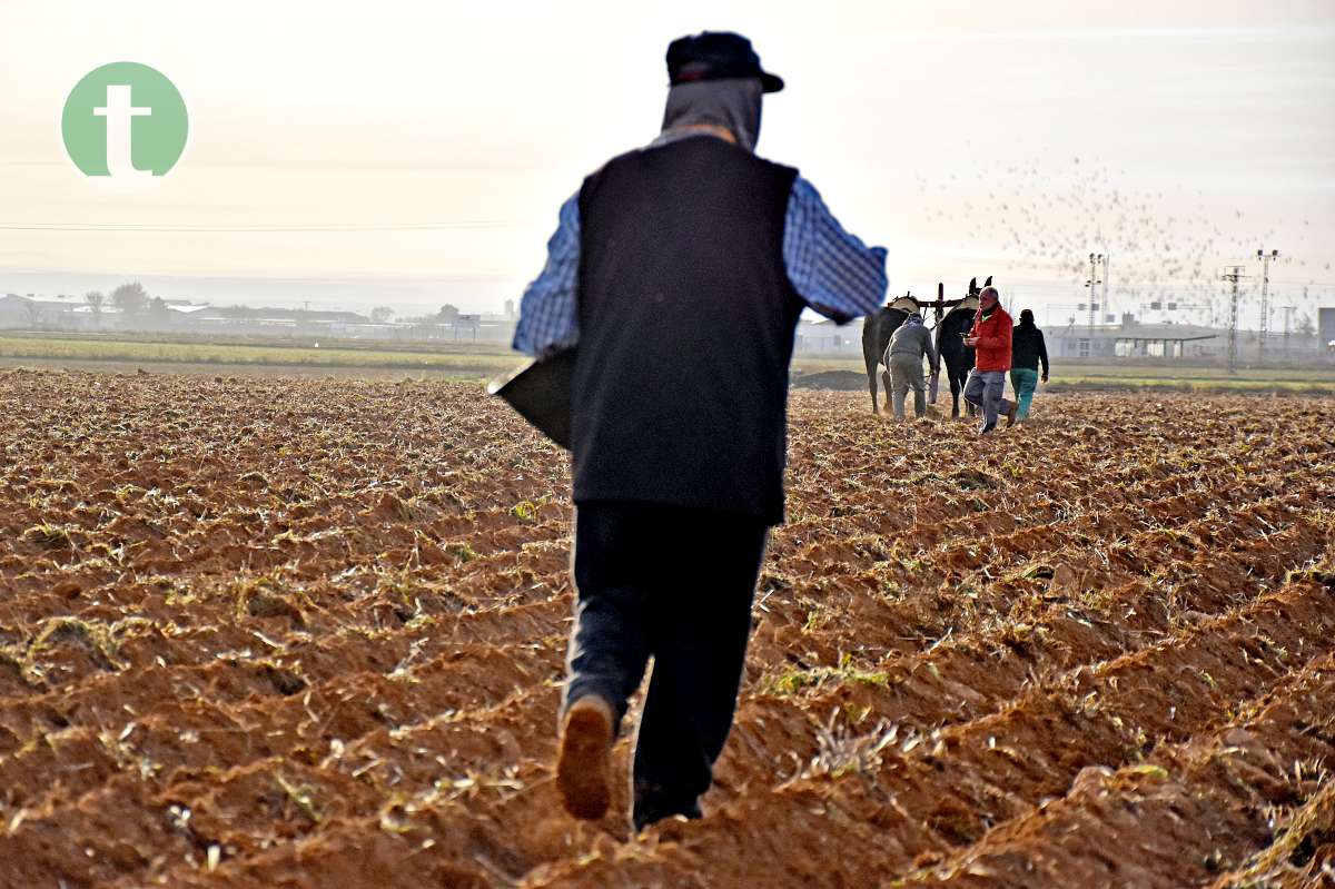 Tomelloso revive sus raíces con tradición y esfuerzo en el Día de la Simienza